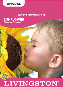 SUNFLOWER - DWARF SUNSPOT