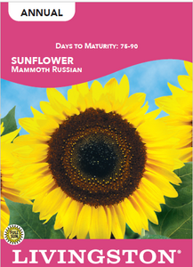 SUNFLOWER - MAMMOTH RUSSIAN