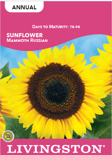 SUNFLOWER - MAMMOTH RUSSIAN