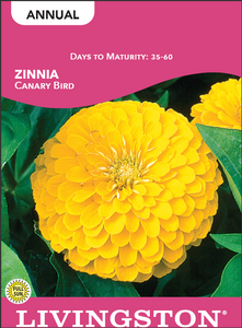 ZINNIA - CANARY