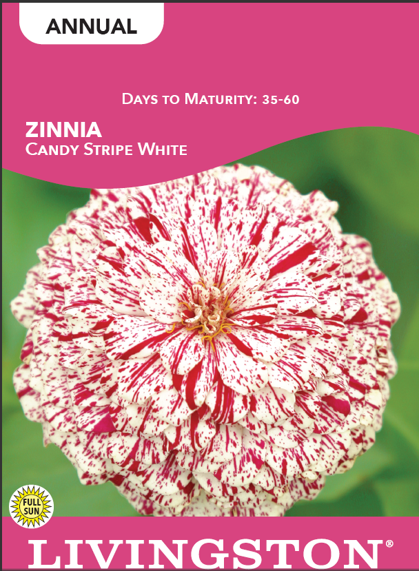 ZINNIA - CANDY STRIPE WHITE