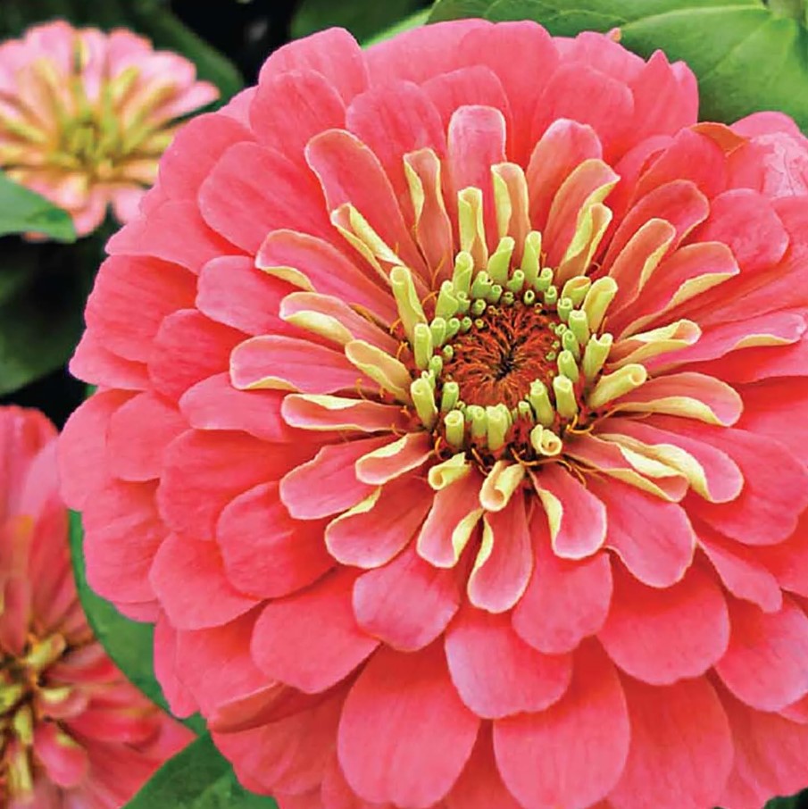 ZINNIA - CORAL BEAUTY