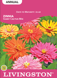 ZINNIA - GIANT CACTUS MIX