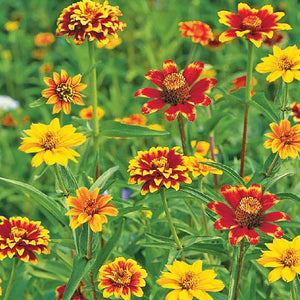 ZINNIA - PERSIAN CARPET