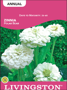 ZINNIA - POLAR BEAR