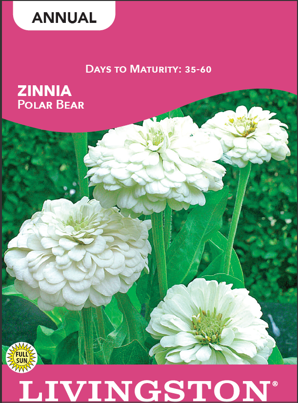 ZINNIA - POLAR BEAR