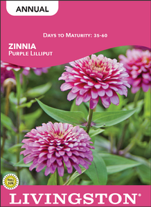 ZINNIA - PURPLE LILLIPUT