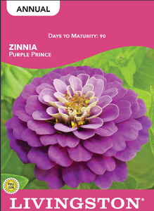 ZINNIA - PURPLE PRINCE