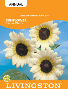 SUNFLOWER - ITALIAN WHITE