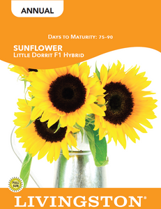 SUNFLOWER - LITTLE DORRIT