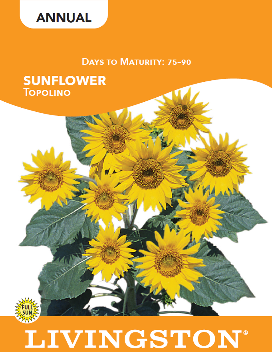 SUNFLOWER - TOPOLINO