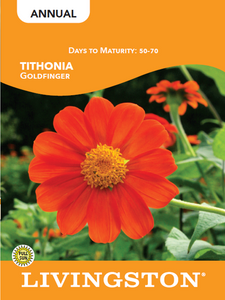 TITHONIA - GOLDFINGER