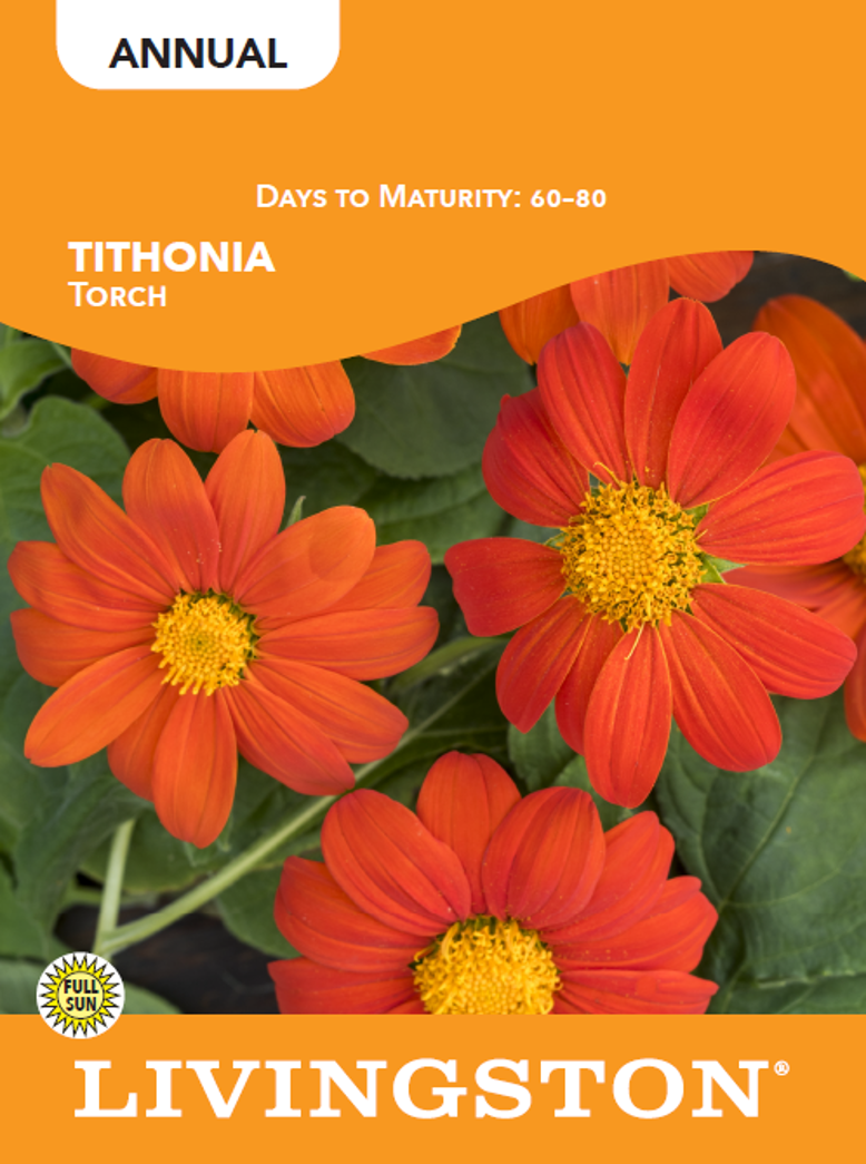 TITHONIA - TORCH