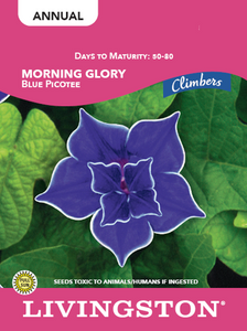 MORNING GLORY - BLUE PICOTEE