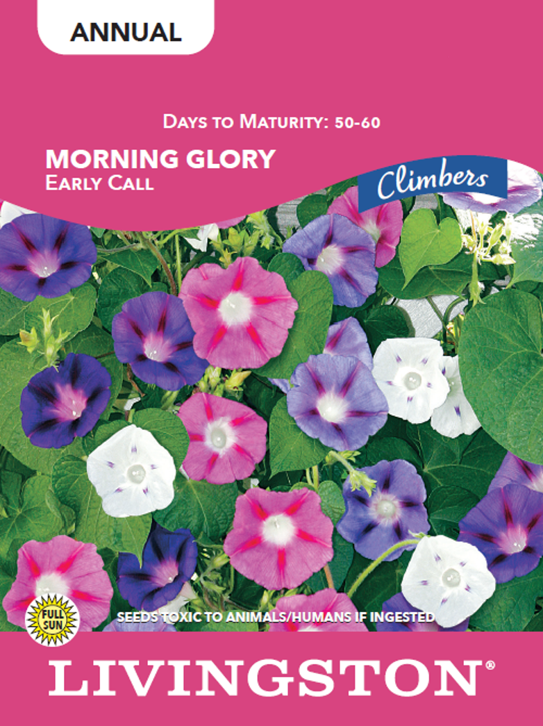 MORNING GLORY - EARLY CALL