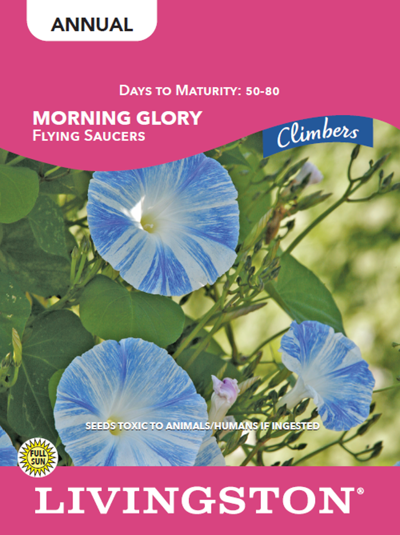 MORNING GLORY - FLYING SAUCERS