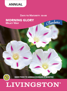 MORNING GLORY - MILKY WAY