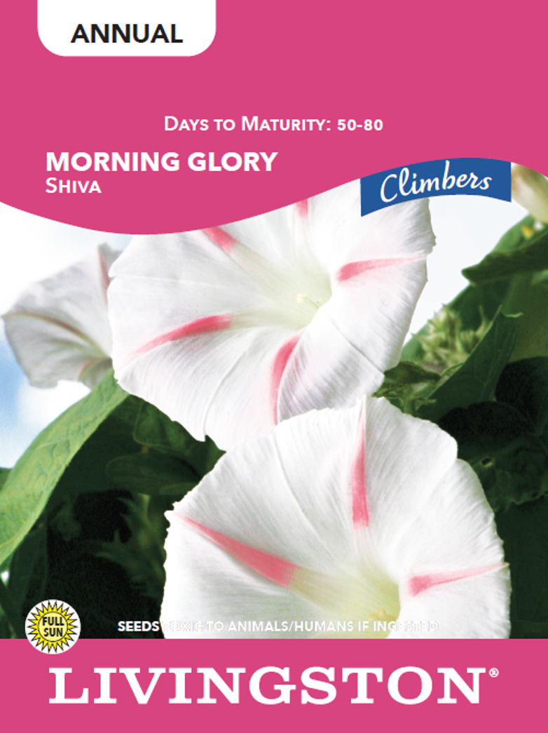 MORNING GLORY - SHIVA