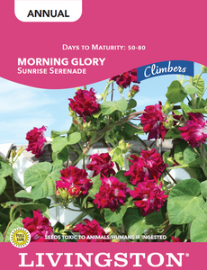 MORNING GLORY - SUNRISE SERENADE