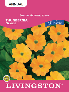 THUNBERGIA - ORANGE