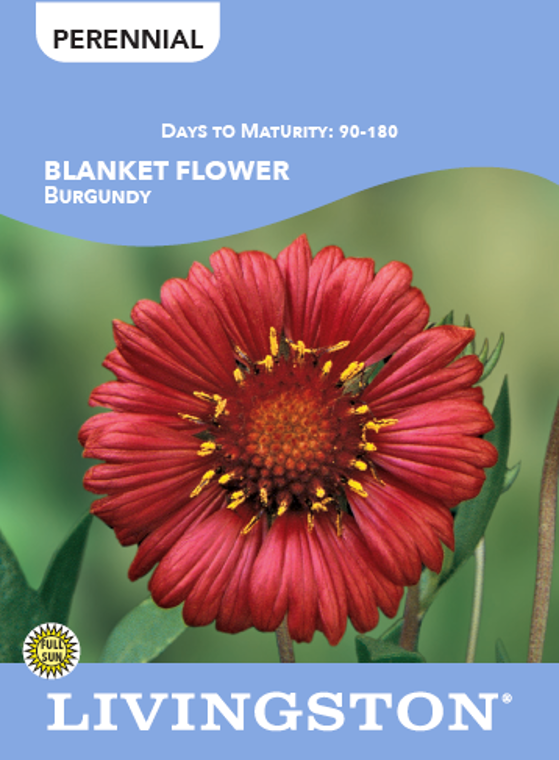 BLANKET FLOWER - BURGUNDY