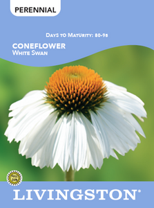 CONEFLOWER - WHITE SWAN