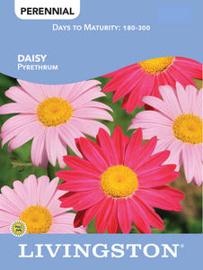 DAISY - PYRETHRUM