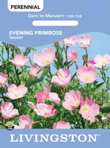 EVENING PRIMROSE - SHOWY