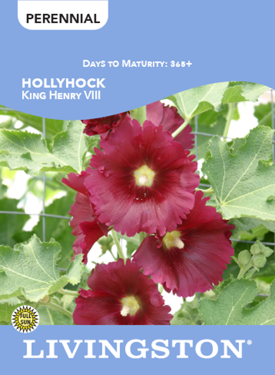 HOLLYHOCK - KING HENRY THE 8TH