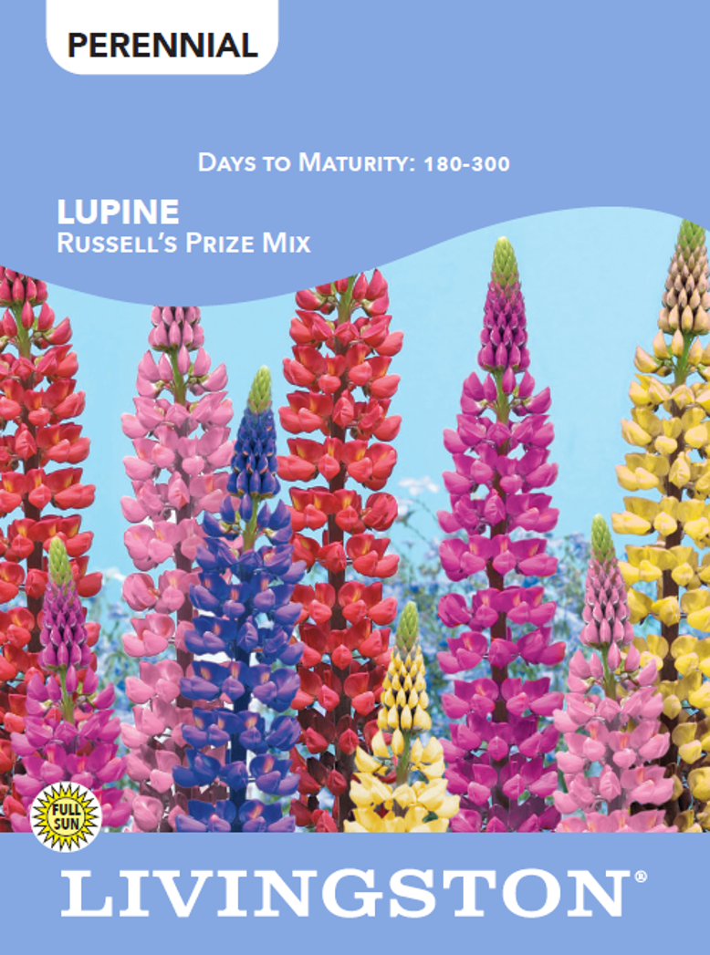 LUPINE - RUSSELL'S PRIZE MIXTURE