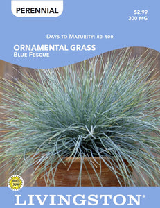 ORNAMENTAL GRASS - BLUE FESCUE