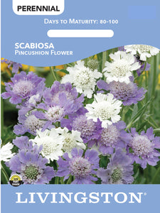 SCABIOSA - PINCUSHION FLOWER