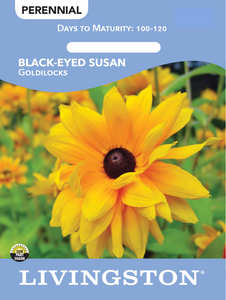 BLACK-EYED SUSAN - GOLDILOCKS