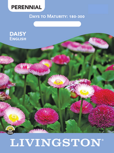 DAISY - ENGLISH