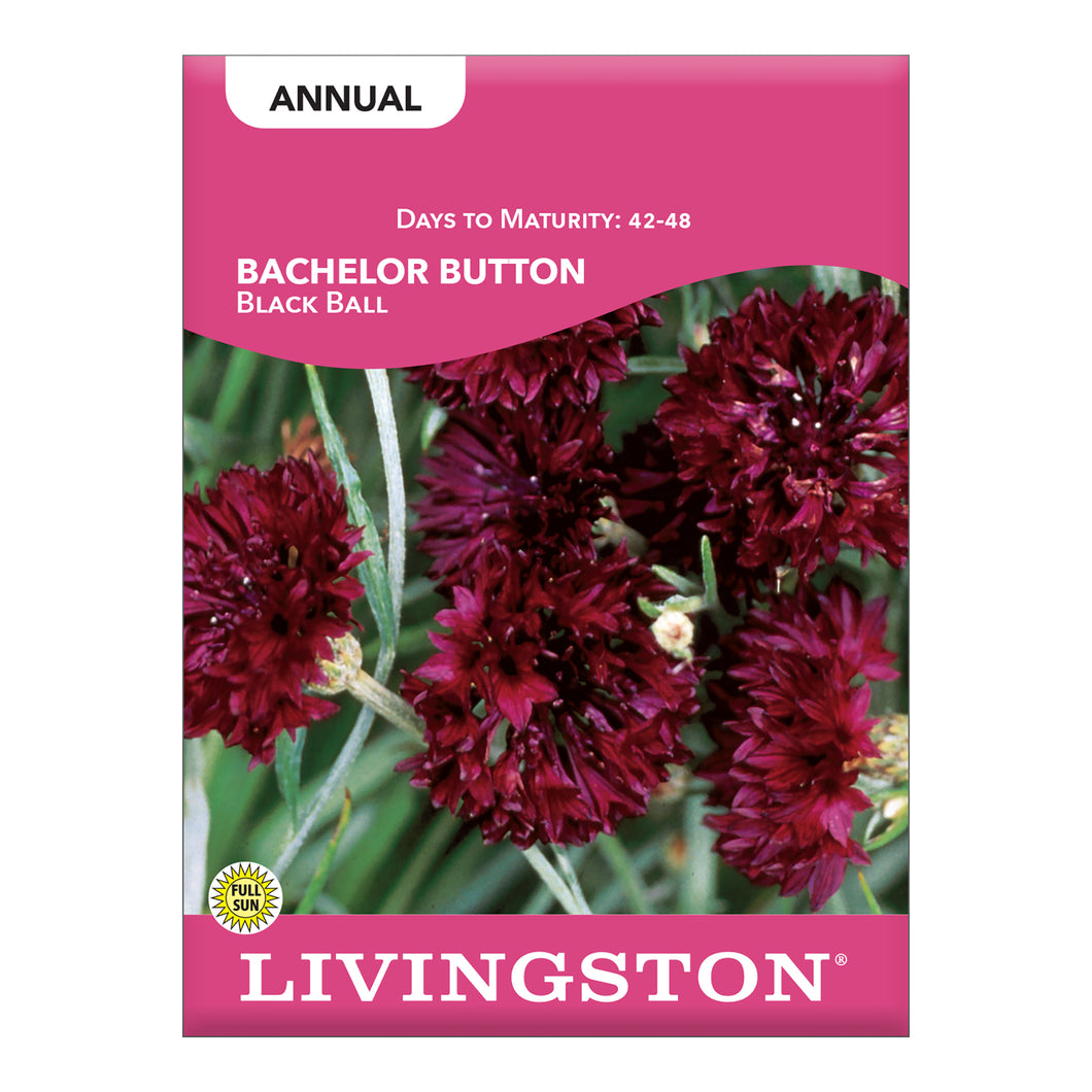 BACHELOR BUTTON - BLACK BALL