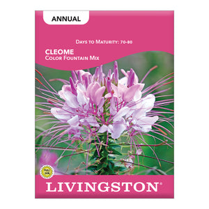 CLEOME - COLOR FOUNTAIN MIX