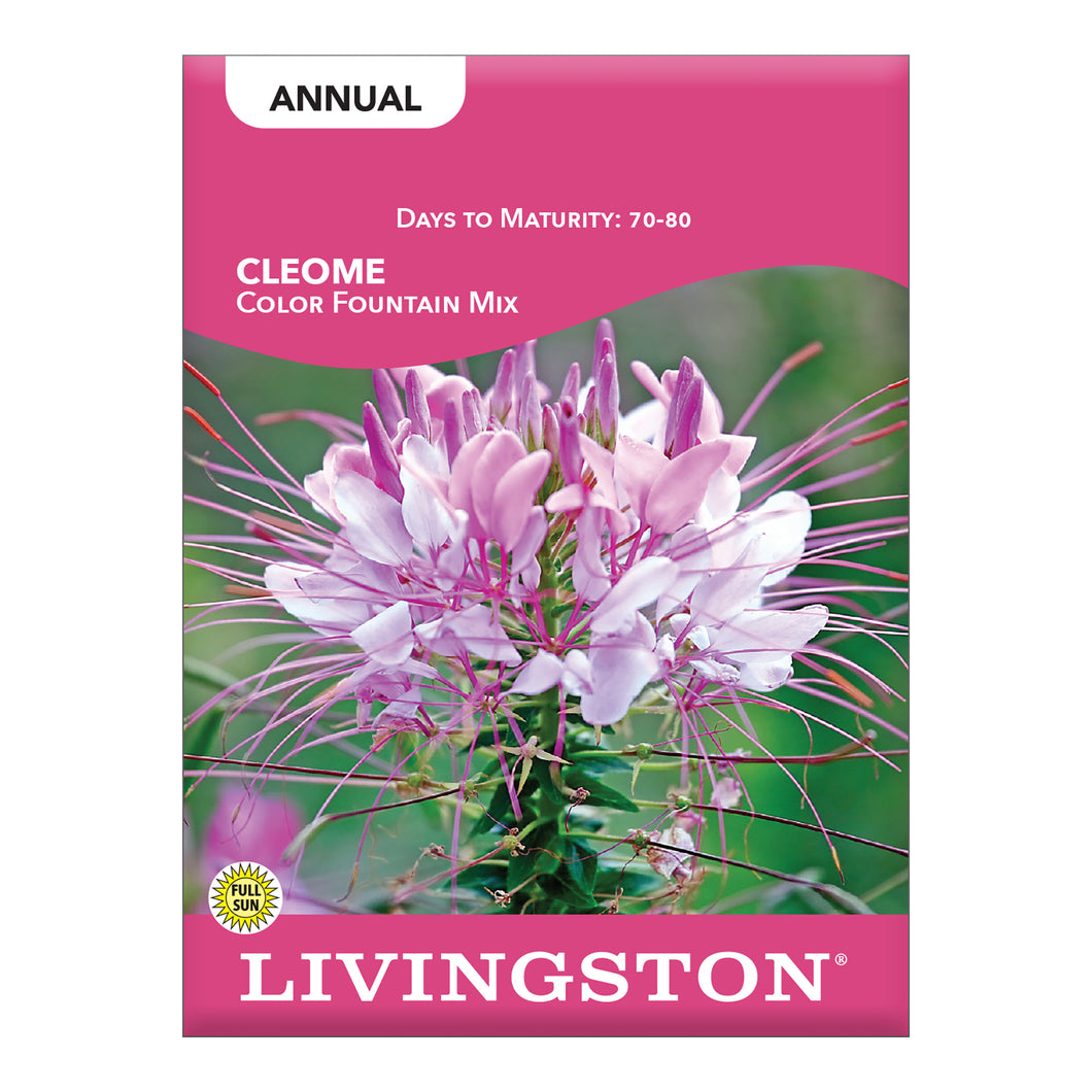CLEOME - COLOR FOUNTAIN MIX