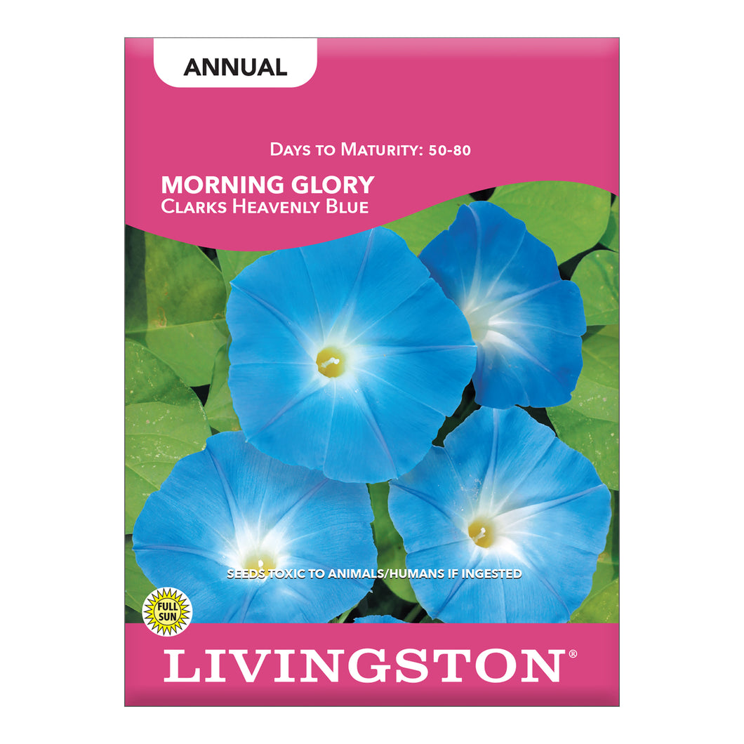 MORNING GLORY - CLARKS HEAVENLY BLUE