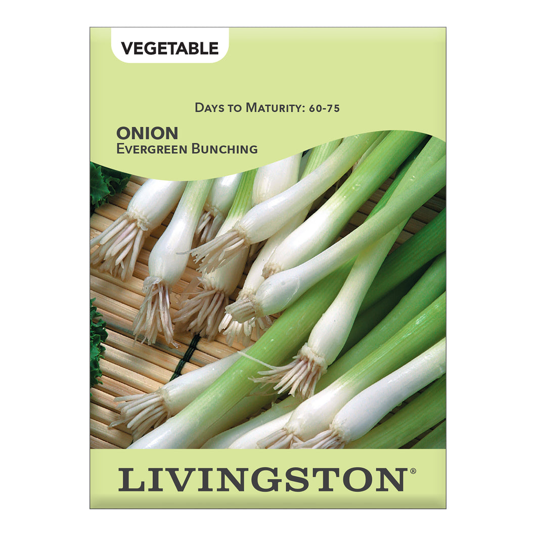 ONION - EVERGREEN (BUNCHING)