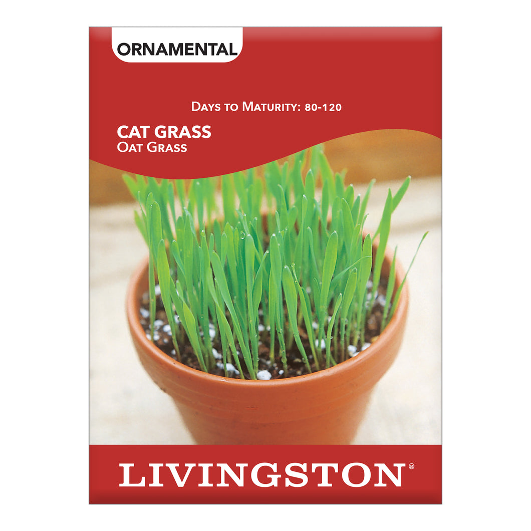 ORNAMENTAL GRASS - CAT GRASS