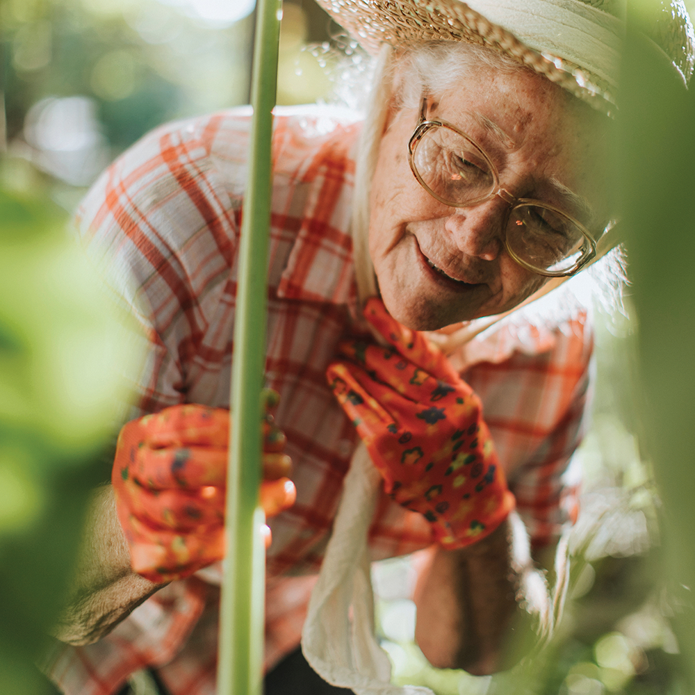 An older woman gardening. She is wearing a checkered white and red shirt, pretty orange gardening gloves, a lovely straw hat and bonnet. She is crouched over examining a vine in her garden.